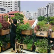 Grow your own - Urban garden